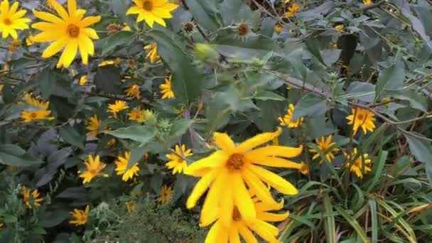 Κίτρινα Λουλούδια Που Φυτρώνουν Στην Ταλάντευση Μπους Στον Άνεμο Γκρο — Αρχείο Βίντεο