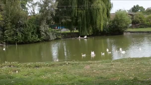 Enten Schwimmen Teich Und Stehen Ufer Auf Einem Bauernhof Oder — Stockvideo