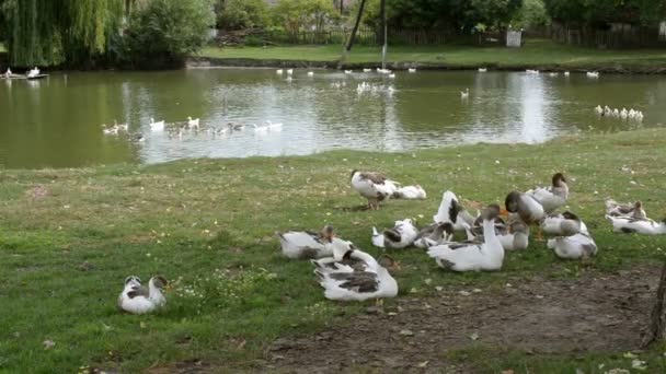 Enten Schwimmen Teich Und Stehen Ufer Auf Einem Bauernhof Oder — Stockvideo
