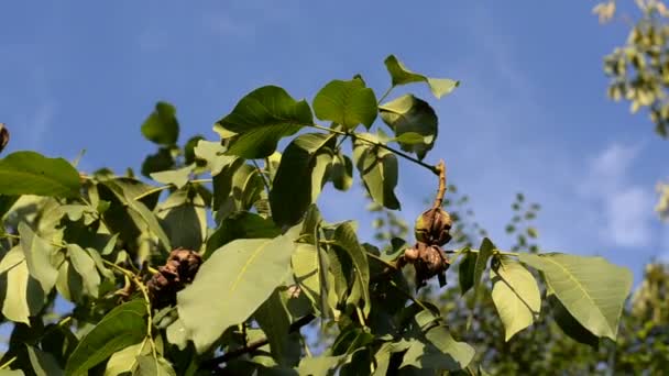 Nueces Maduras Cuelgan Rama Verde Del Árbol Jardín Contra Cielo — Vídeos de Stock