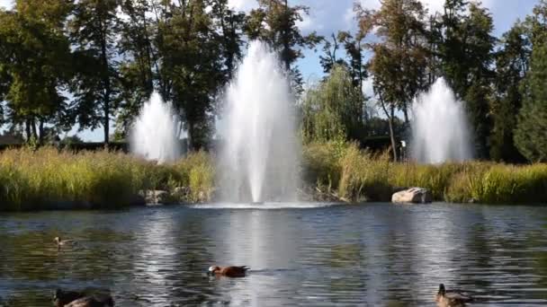 Fragment Sjön Nationalparken Parken Mezhyhiria Nära Kiev Vackert Landskap Med — Stockvideo