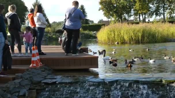 乌克兰 2018年9月 人们走在他们的周末在 Mezhigirya 花园附近的景观公园 和饲料鸭在一个装饰池塘 乌克兰 — 图库视频影像