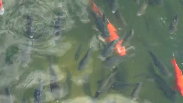 Abstract Kleurrijk Karper Koi Vissen Zwemmen Vijver Meer Zwemmen Mooie — Stockvideo