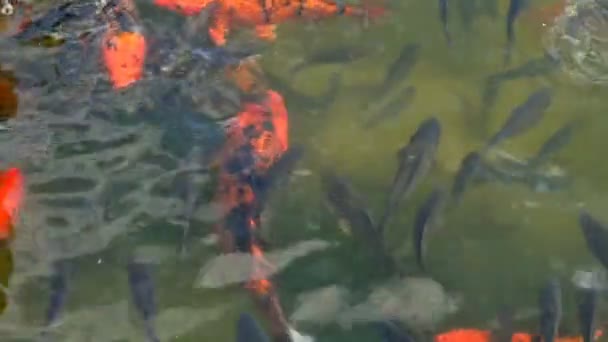 Abstracto Nadar Carpa Colorida Peces Koi Nadando Estanque Lago Pescado — Vídeos de Stock