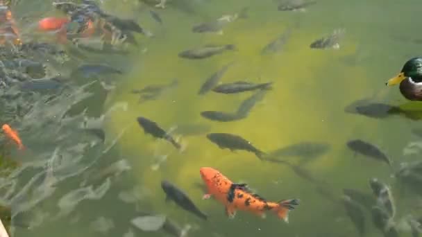 Nage abstraite carpe colorée ou poissons Koi nageant à l'étang ou au lac. Poisson décoratif fantaisie .