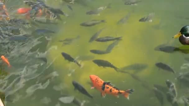 Abstracto Nadar Carpa Colorida Peces Koi Nadando Estanque Lago Pescado — Vídeo de stock