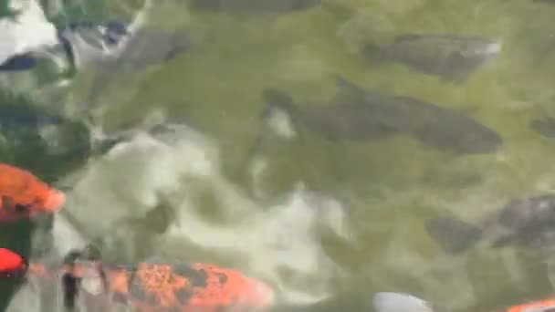 Ikan Mas Yang Berwarna Warni Atau Ikan Koi Berenang Kolam — Stok Video