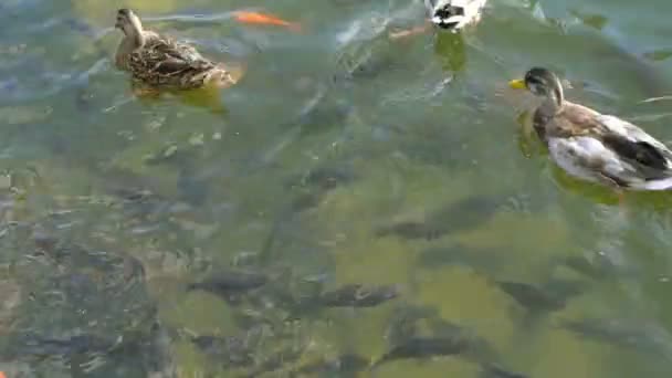 Abstraktes Schwimmen Farbenfrohe Karpfen Oder Koi Fische Die Teich Oder — Stockvideo