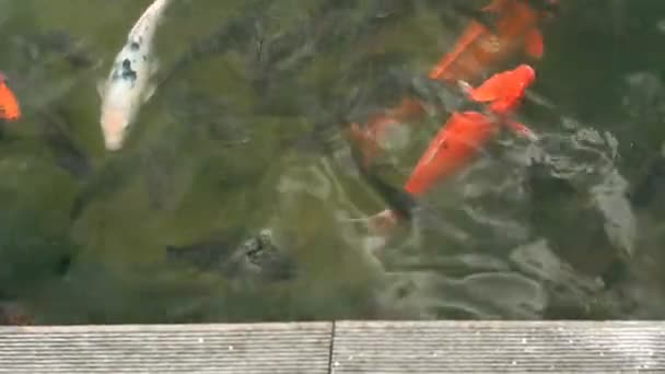 在池塘或湖泊中游泳的五颜六色的鲤鱼或锦鲤鱼 花式装饰鱼 — 图库视频影像