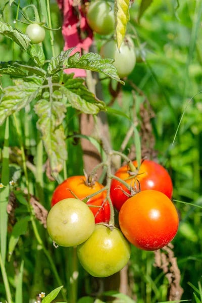 Ripe Red Tomatoes Hanging Bush Concept Harvesting Farm Garden Plot — Stock Photo, Image