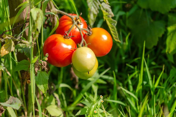 Ripe Red Tomatoes Hanging Bush Concept Harvesting Farm Garden Plot — Stock Photo, Image