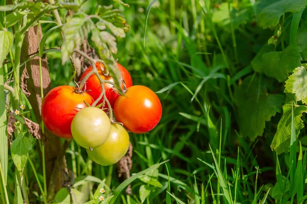 Ripe Red Tomatoes Hanging Bush Concept Harvesting Farm Garden Plot — Stock Photo, Image