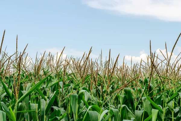 緑のトウモロコシのフィールドは青い空を背景に成長しているの様子農業プランテーション 農村の背景 クローズ アップ — ストック写真