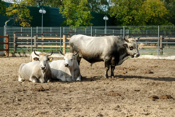 Touro Vacas Uma Cerca Gado Uma Fazenda Zoológico Close — Fotografia de Stock