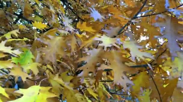 Leuchtend Gelbes Oder Orangefarbenes Laub Auf Einem Ast Eines Herbstbaumes — Stockvideo