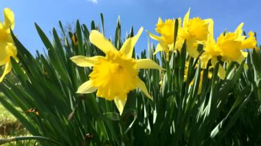 Sarı çiçek açan nergis (Narcssus pseudonarcssus). Birçok ilk bahar çiçekleri. Bu bir çiçek yatakta büyümek. Rüzgarda sallanan nergis.