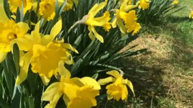 Sarı çiçek açan nergis (Narcssus pseudonarcssus). Birçok ilk bahar çiçekleri. Bu bir çiçek yatakta büyümek. Rüzgarda sallanan nergis.