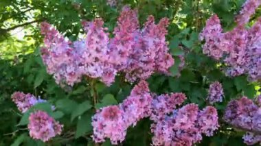 Lila, hafif mor renk çiçeği ağacı dalı. Rüzgarda sallanan onun çiçekler. Bahar çiçeği bahçe. Yakın çekim.