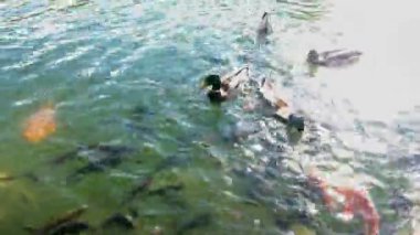 Renkli sazan ya da Koi balık gölet ya da göl yüzme yüzme soyut. Süslü dekoratif balık. Ve ördekler swimmind su.