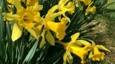 Sarı çiçek açan nergis (Narcssus pseudonarcssus). Birçok ilk bahar çiçekleri. Bu bir çiçek yatakta büyümek. Rüzgarda sallanan nergis.