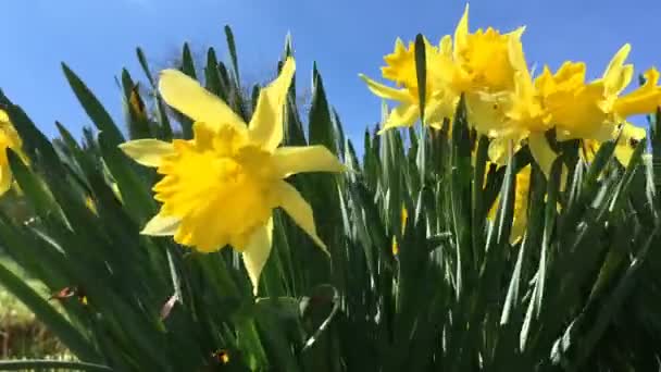 Κίτρινη Ανθοφορία Νάρκισσος Narcssus Pseudonarcssus Πολλά Πρώτα Λουλούδια Της Άνοιξης — Αρχείο Βίντεο