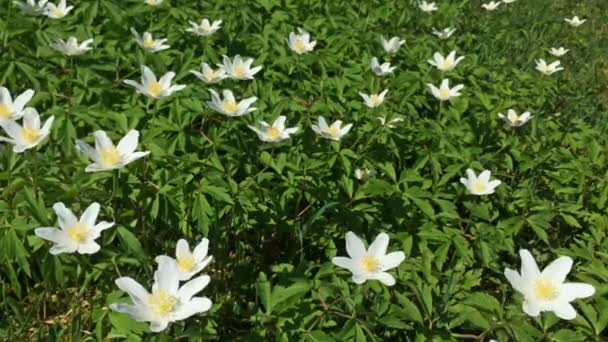小さな白い野生の花 風に揺れて多くの最初の春の花 草原で育つ — ストック動画