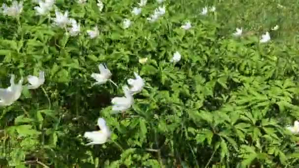 白色的小野花 许多初春的花在风中摇曳 生长在草地上 — 图库视频影像