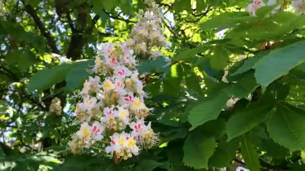 Ramo Árvore Flor Castanha Cor Branca Suas Flores Balançando Vento — Vídeo de Stock