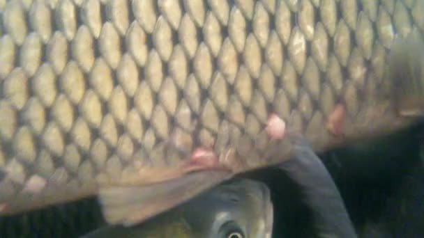 很多活鱼鲤鱼 在市场的水族馆里游泳 鱼的部分的宏 — 图库视频影像