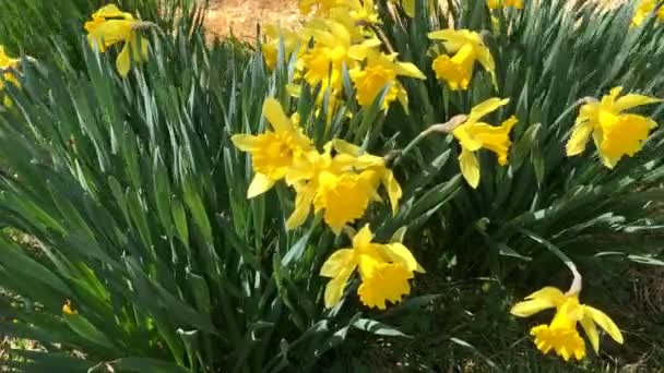 Geel Bloeiende Narcissen Narcssus Pseudonarcssus Veel Eerste Lentebloemen Groeien Een — Stockvideo