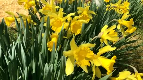 黄色咲く水仙 Narcssus Pseudonarcssus 多くの最初の春の花 花のベッドで育つです 水仙が風に揺れて — ストック動画