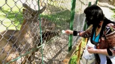 Güzel yetişkin kadın park veya ormanındaki çitin arkasında yürüyen geyik besleme. Yakın çekim.
