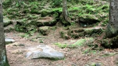 Dağlarda bir ormandaki moss ile büyümüş taşlar. Yakın çekim.