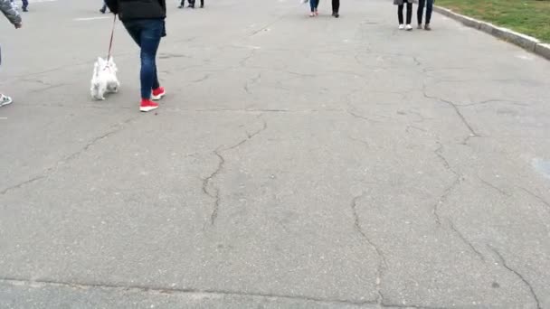 Gambe Persone Che Camminano Lungo Marciapiede Piccolo Cane Bianco Guinzaglio — Video Stock