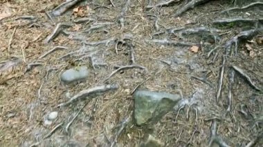 Toprak, kökleri ve Ukrayna'da Karpat Dağları taşları. 