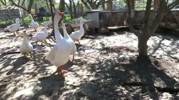 Ganzen Lopen Rond Tuin Onder Schaduw Van Bomen Een Zonnige — Stockvideo