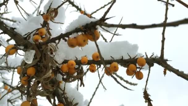 枝に海クロウメモドキのオレンジの果実は雪風に揺れるで覆われています クローズ アップ — ストック動画