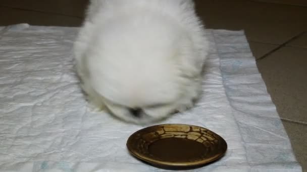 Retrato Cachorro Uma Raça Cão Chinesa Pekingese Branco Que Joga — Vídeo de Stock