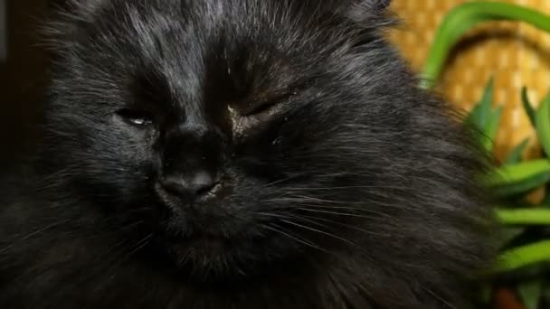 Shaggy Home Black Cat Close Looks Blinks Eyes Turns His — Stock Video