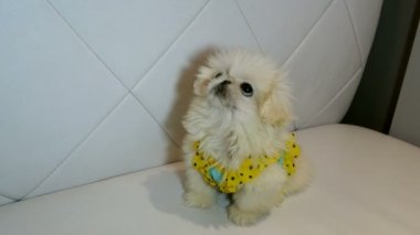 Kabarık beyaz fino köpeği için a muamele etmek ya da sevgi bekliyor görünüyor. Sevimli köpek yavrusu kavramı. Yakın çekim.