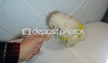 Kabarık beyaz fino köpeği lezzetli bir tedavi veren kişi. Sevgi ve hakkında onun evde beslenen hayvan bakım kavramı. Yakın çekim.