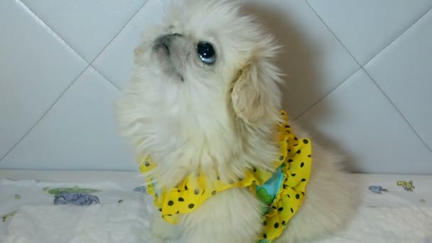 Persoon Geeft Pluizige Witte Pekingese Hond Een Smakelijke Traktatie Concept — Stockvideo