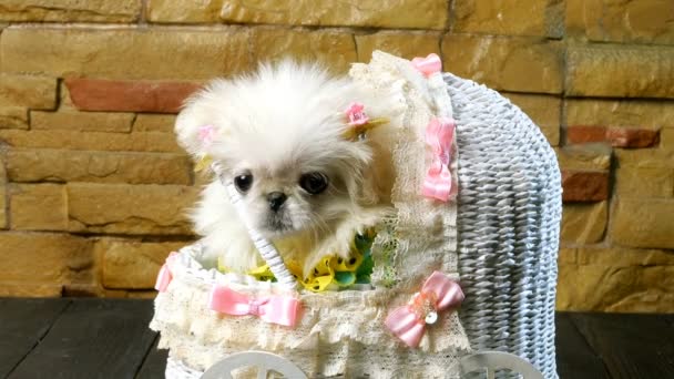 Fluffy Cão Pequim Branco Senta Uma Carruagem Brinquedo Olha Torno — Vídeo de Stock