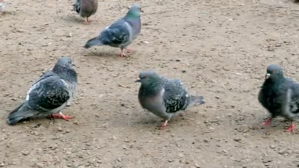 鸽子在沙井中走在地上 他们正在寻找食物 — 图库视频影像