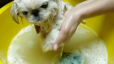 Köpek Banyo zamanı. Hayvan bakımı. Çok sevimli şirin genç köpek yavrusu beyaz Pekingese sabunlu suds baloncuklar tam sarı plastik leğen banyo.