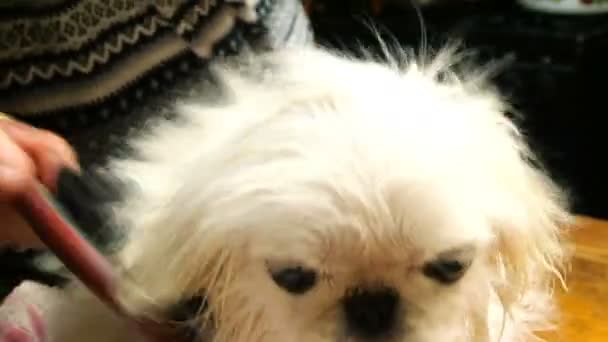 Verzorging Van Dieren Schattig Schattige Jonge Puppy Witte Pekingese Mensenhanden — Stockvideo