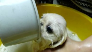 Köpek Banyo zamanı. Hayvan bakımı. Çok sevimli şirin genç köpek yavrusu beyaz Pekingese sabunlu suds baloncuklar tam sarı plastik leğen banyo.