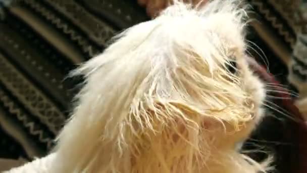 Animal Care Adorable Cute Young Puppy White Pekingese Human Hands — Stock Video