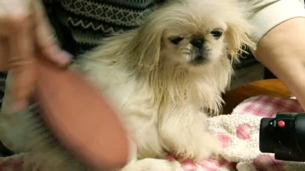 Hayvan bakımı. Çok sevimli şirin genç köpek yavrusu beyaz Pekingese. İnsan eli onun kürk sonra banyo fırçası ile tarak.