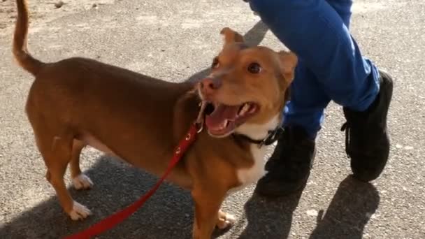 Cute Little Brown Colored Dog Stands Feet His Owner Outdoors — Stock Video